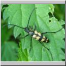 Leptura quadrifasciata monoantennensis  - Vierbindiger Schmalbock 01.jpg